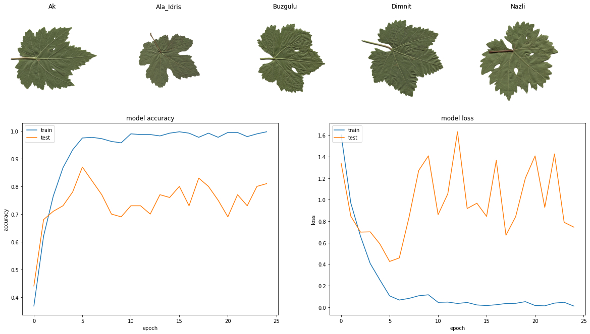 Grapevine Leaf Classification